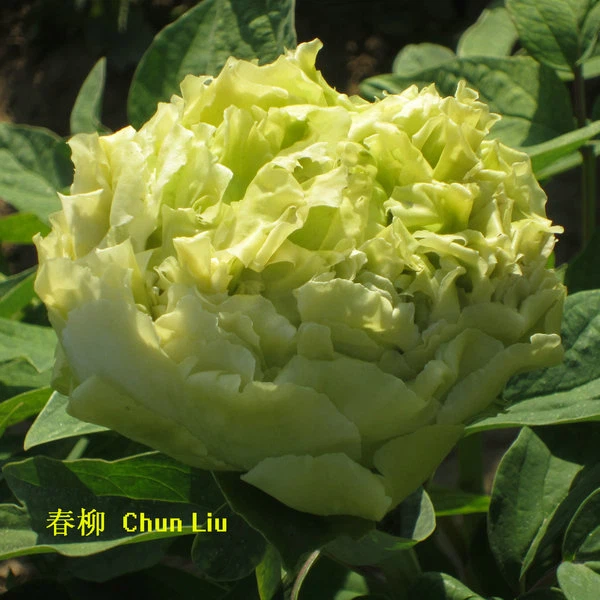 Green Peony Seedlings