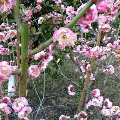 Răsaduri de flori de prun