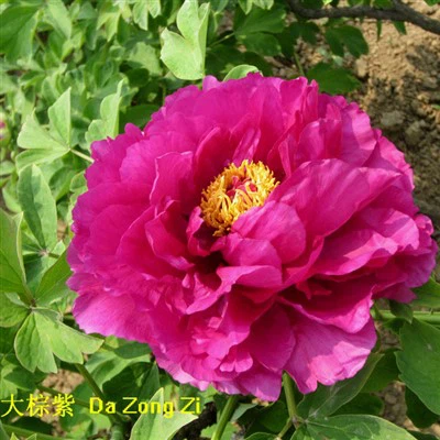 Răsaduri de bujor violet