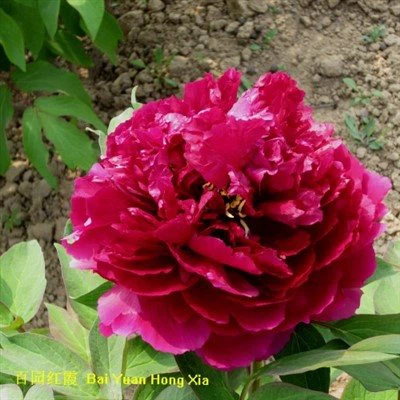 Bujor de copac Bai Yuan Hong Xia